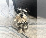 Small Photo #1 Schnauzer (Miniature) Puppy For Sale in COLUMBUS, IN, USA
