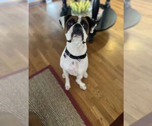 Boxer Dogs for adoption in Katy, TX, USA