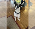 Small Boxer