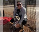 Small Photo #123 Bulldog-Unknown Mix Puppy For Sale in Kanab, UT, USA
