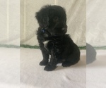 Small Photo #9 Aussiedoodle Miniature  Puppy For Sale in GOSHEN, IN, USA