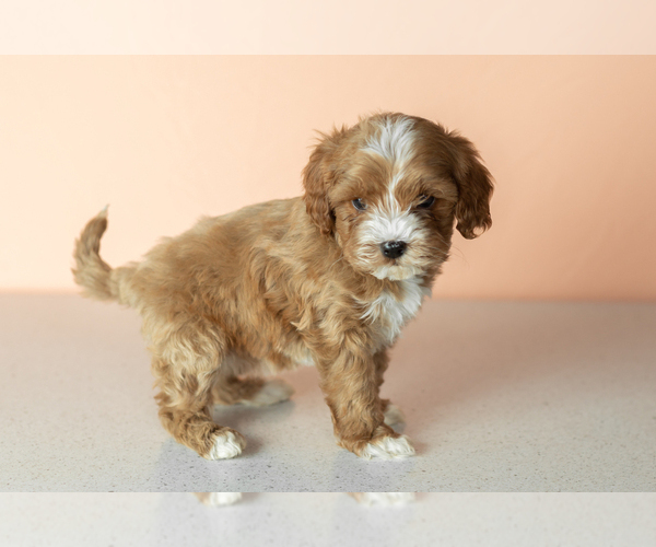 Medium Photo #3 Cavapoo mix (+ Poodle Miniature) Puppy For Sale in MILLERSBURG, IN, USA