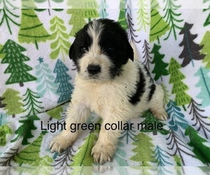 Great Pyrenees-Newfoundland Mix Puppy for sale in JACKSON, NJ, USA