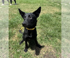 Mutt Dogs for adoption in Houston, TX, USA