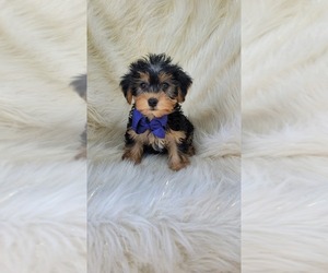 Yorkshire Terrier Puppy for sale in INDIANAPOLIS, IN, USA