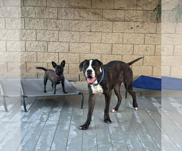 Medium Photo #3 Mastiff-Unknown Mix Puppy For Sale in Lake Forest, CA, USA