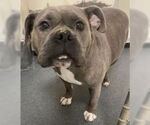 Small #3 American Pit Bull Terrier