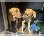 Small #8 Black Mouth Cur Mix