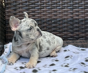 French Bulldog Puppy for sale in MIAMI SHORES, FL, USA
