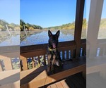 Small #3 German Shepherd Dog