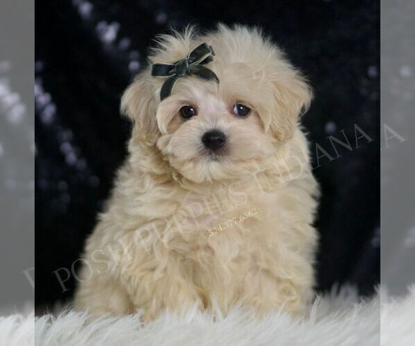 Medium Photo #5 Maltipoo (Miniature) Puppy For Sale in WARSAW, IN, USA