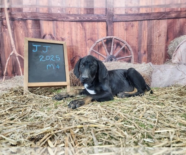 Medium Photo #3 Catahoula Leopard Dog Puppy For Sale in CUMBY, TX, USA
