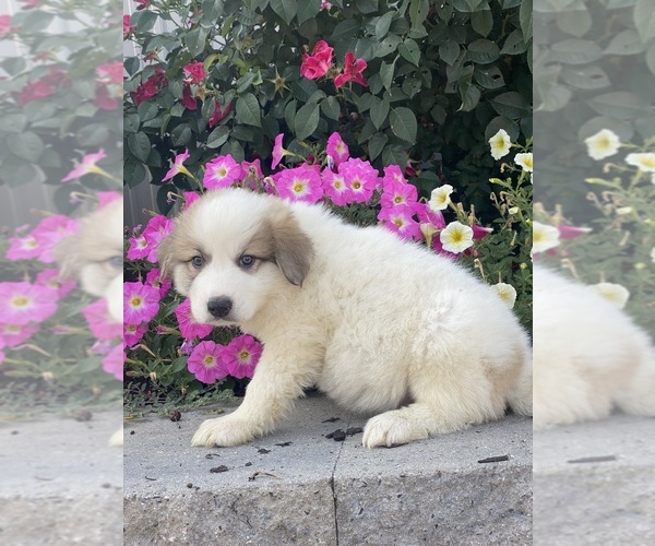 Medium Photo #2 Great Pyrenees Puppy For Sale in CANOGA, NY, USA