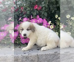 Small #1 Great Pyrenees