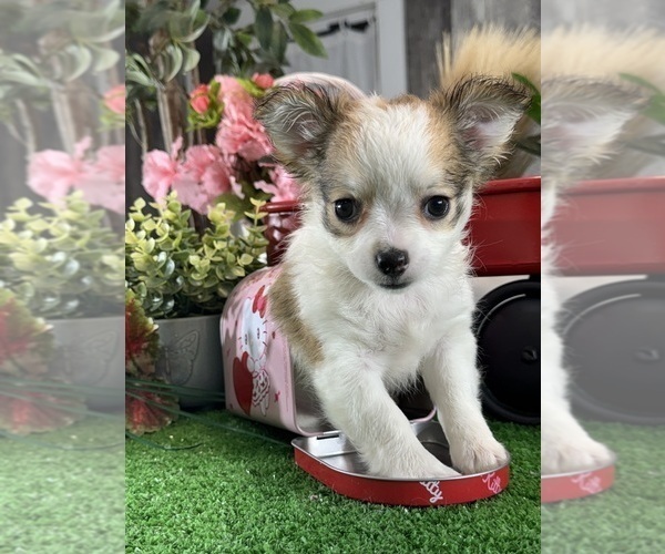 Medium Photo #4 Chihuahua Puppy For Sale in CANOGA, NY, USA