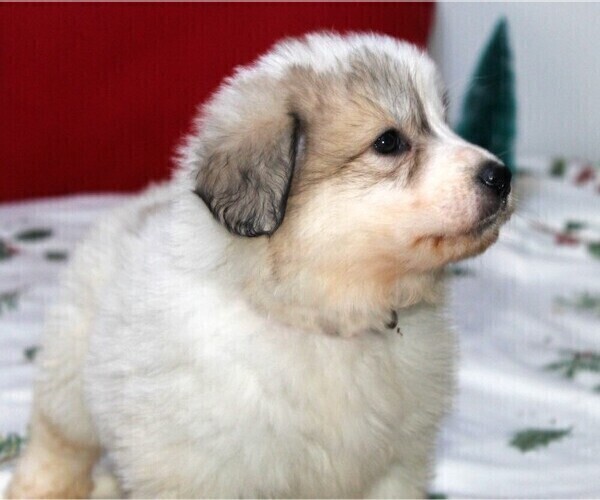 Medium Photo #5 Great Pyrenees Puppy For Sale in CLAYTON, WA, USA