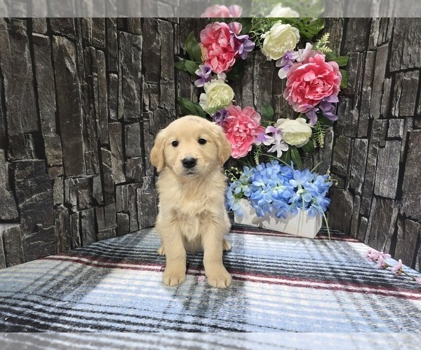 Medium Photo #2 Golden Retriever Puppy For Sale in HAMPTONVILLE, NC, USA