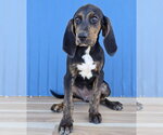 Beretta - Female Plott Hound Dog for Adoption - Small photo