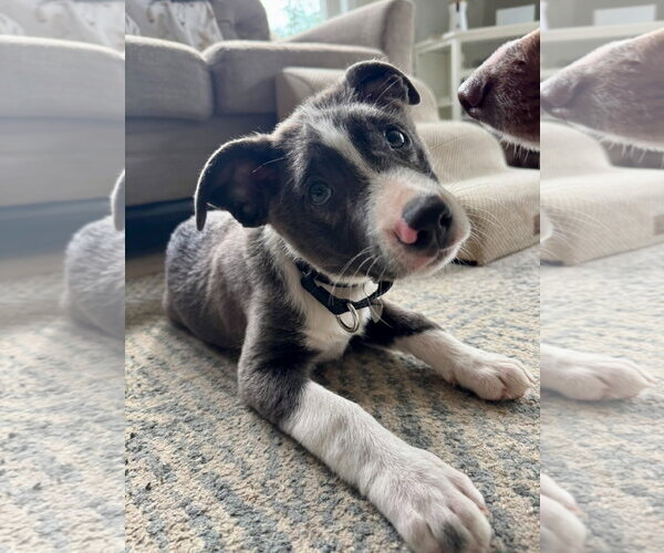Medium Photo #3 Mutt Puppy For Sale in Oakhurst, NJ, USA