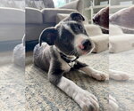 Small #2 Mutt