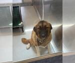 Small Anatolian Shepherd-Leonberger Mix