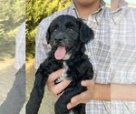 Small Photo #5 Goldendoodle (Miniature) Puppy For Sale in HUTCHINSON, KS, USA