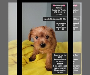 Yorkshire Terrier Puppy for sale in TUCSON, AZ, USA