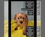 Image preview for Ad Listing. Nickname: Penelope