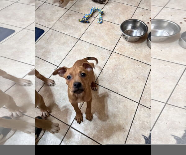 Medium Photo #1 Labrador Retriever-Unknown Mix Puppy For Sale in Tracy City, TN, USA