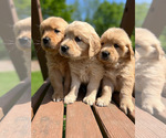 Small Photo #3 Golden Retriever Puppy For Sale in PRINCEVILLE, IL, USA