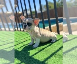 French Bulldog Puppy for sale in CHARLOTTESVILLE, VA, USA