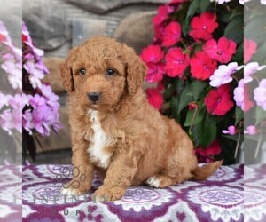 Miniature Labradoodle Puppy for Sale in MILL HALL, Pennsylvania USA