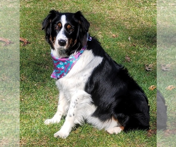 Medium Photo #1 Australian Shepherd Puppy For Sale in WHITE CLOUD, MI, USA
