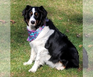 Mother of the Australian Shepherd puppies born on 07/25/2025
