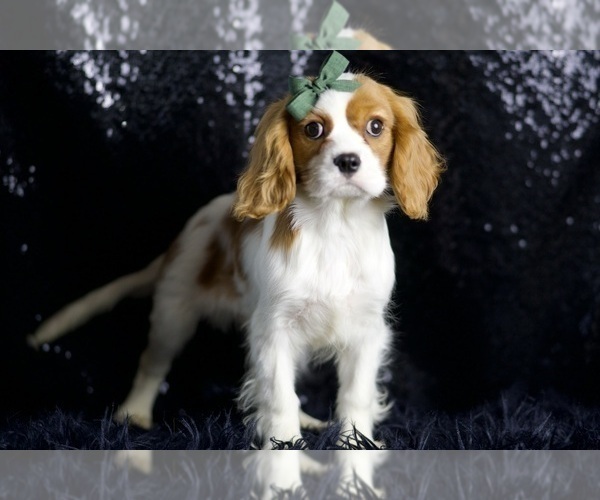 Medium Photo #7 Cavalier King Charles Spaniel Puppy For Sale in WARSAW, IN, USA