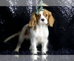 Small #6 Cavalier King Charles Spaniel