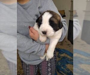 Saint Bernard Puppy for sale in SAN MARTIN, CA, USA