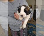Small Photo #1 Saint Bernard Puppy For Sale in SAN MARTIN, CA, USA