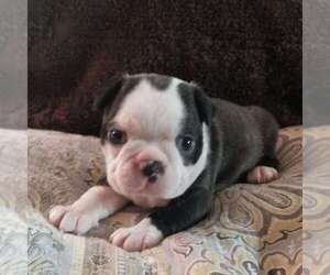 Boston Terrier Puppy for sale in KINGSPORT, TN, USA