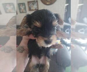 Yorkshire Terrier Puppy for sale in COLTON, NY, USA