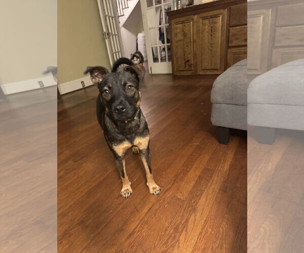 Medium Photo #1 American Pit Bull Terrier-Miniature Pinscher Mix Puppy For Sale in Holly Springs, NC, USA