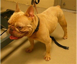 Medium French Bulldog