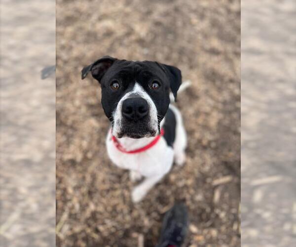 Medium Photo #1 Mutt Puppy For Sale in Saginaw, MI, USA