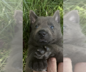 German Shepherd Dog Puppy for sale in RUCKERSVILLE, VA, USA