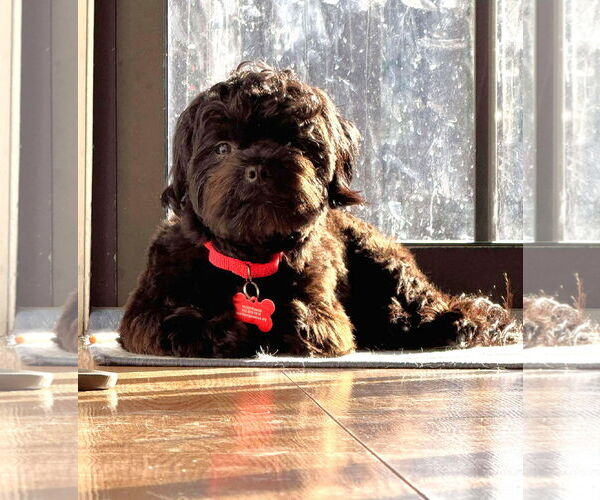 Medium Photo #5 Shih-Poo Puppy For Sale in Gretna, NE, USA