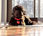 Small #4 Shih-Poo