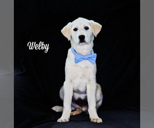 Carolina Dog-Great Pyrenees Mix Dogs for adoption in Chouteau, OK, USA