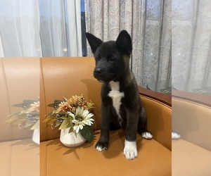 Medium Akita