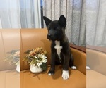 Puppy 8 Akita