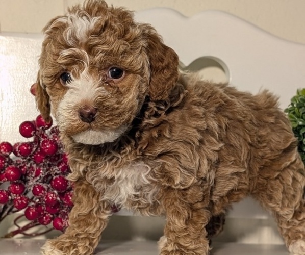 Medium Photo #3 Poodle (Miniature) Puppy For Sale in GOSHEN, IN, USA